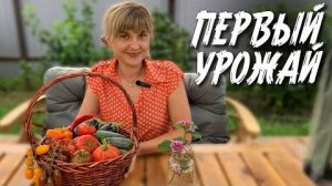 267. ПЕРВЫЙ УРОЖАЙ НА ДАЛЬНЕМ ВОСТОКЕ _ Самые вкусные овощи в Хабаровске