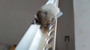 Летучая мышь. Мыши дома. Летучая мышь днем!