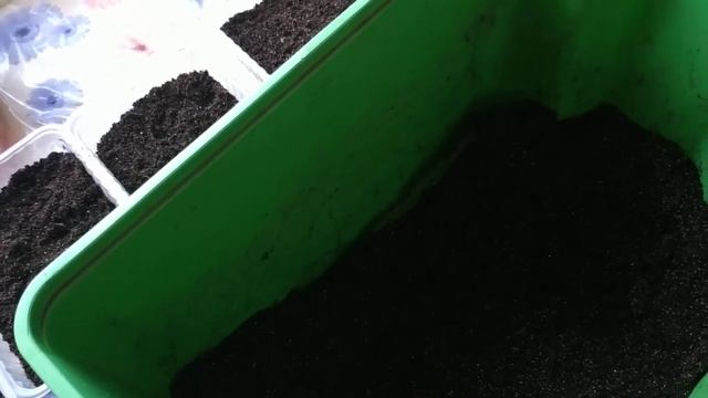 Секреты черенкования вегетативки #петунияразмножениечеренок смотреть онлайн