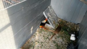 Алмазные фазаны. Самцы не алмазные(