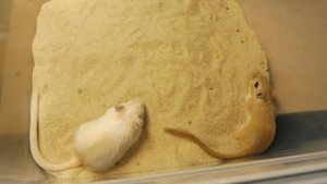 Песчанки уезжают в НОВЫЙ дом / Что нужно знать ВЛАДЕЛЬЦУ монгольской песчанки ? / Ночь в питомнике