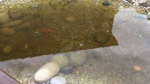 Paradise б/о,  Приморский край, п. Андреевка, с. Рисовая Падь, ул. Кленовая 1-Б