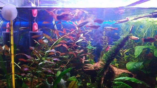 Кормление рыбки замороженным мотылем смотреть онлайн