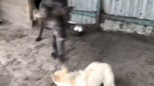 Реакция Западно-сибирской лайки на Волка , Канадский волк, северный волк, охотничья собака