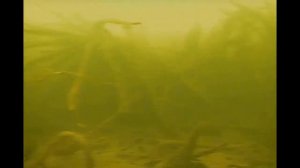 Как снимает Подводная видео камера CALYPSO UVS 03 PLUS