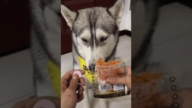 Dog pill. Таблетки для собак. Кожные заболевания у лабрадора. Таблетки для собак. Таблетки для собак.