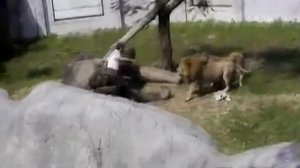 ХИЩНИК АТАКУЕТ ЧЕЛОВЕКА В ЗООПАРКЕ