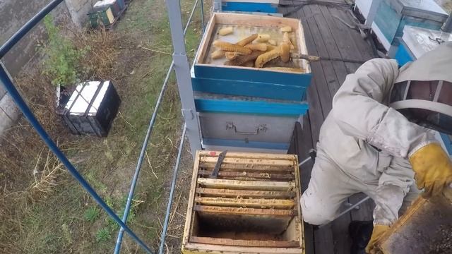 Осенние ошибки пчеловода Как я в ноябре сборку гнезд в зиму проводил смотреть онлайн
