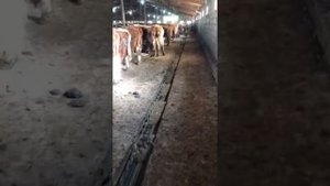 Транспортёр ТСН-160 с двумя редукторами на горизонтальной цепи