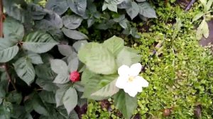 ежевика сорт блек джем, 11 ноября 2022г юг ростовской области