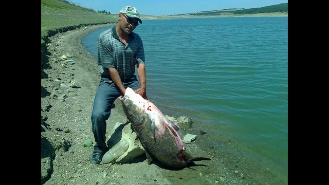 Толстолобик. смотреть онлайн