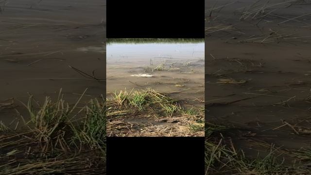 Рыбалка в Луже! смотреть онлайн