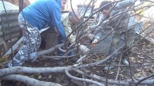 Уложили белый инжир