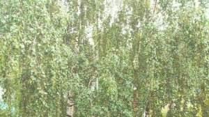 Вы быстро заснëте под нежный звук дождя. Почувствуйте свежесть воздуха, наполненного озоном.