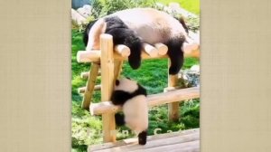 Смешные ПАНДЫ #12 / Лучшие приколы 2022 / Funny PANDA.