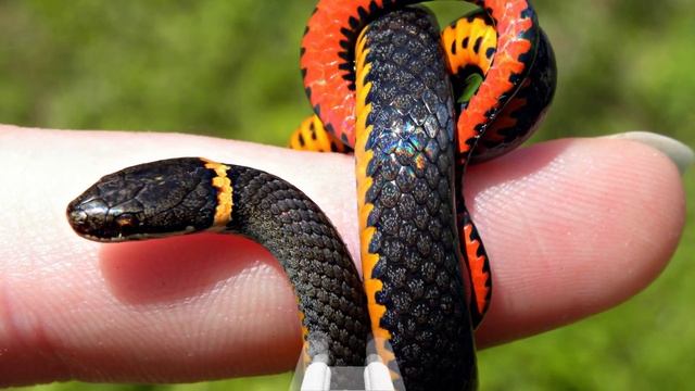 Фауна - fauna смотреть онлайн