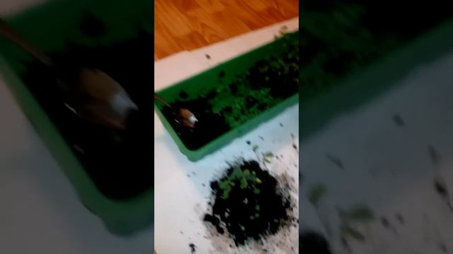 Аквилегия Водосбор Пикировка смотреть онлайн