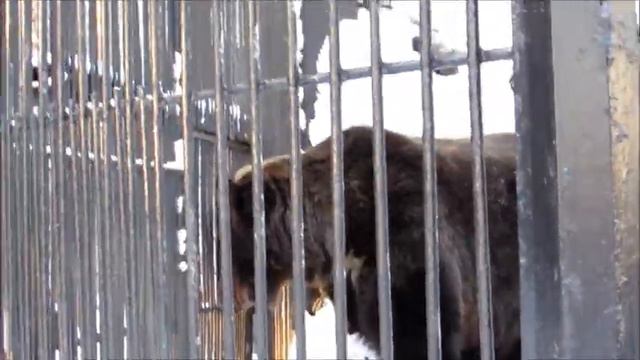 Малышка Тоя своим рыком разбудила маму Валю и выдрала у Алтая клок шерсти 09.12.18 смотреть онлайн