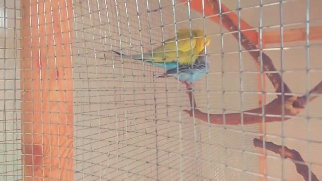 СПАРИВАНИЕ ВОЛНИСТЫХ ПОПУГАЕВ