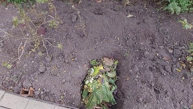 Не стОит оставлять в зиму грядки нерабочими #огород смотреть онлайн