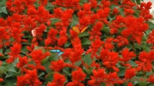 Сальвия обыкновенный Ред ? обыкновенный сальвия Ред обзор: как сажать, семена сальвии Ред
