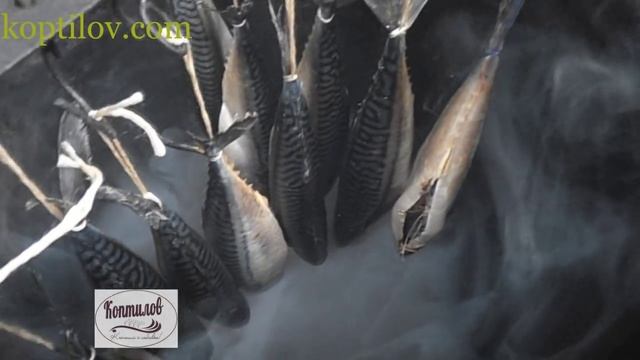 Холодное копчение скумбрии с дымогенератором Коптилов смотреть онлайн