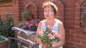 Как размножать бальзамины черенкованием?