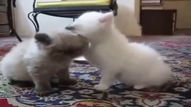 Смешные котята!  Funny cats, Прикольные, ржачные, веселые коты, кошки, котята