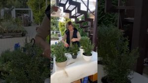 Мирт-священное дерево и защитник вашего дома