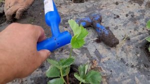 Новейший сорт клубники Александра! Высаживаем клупноплодный сорт на маточник!