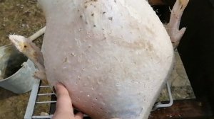 Белые широкогрудые индюки. Вес тушки.
