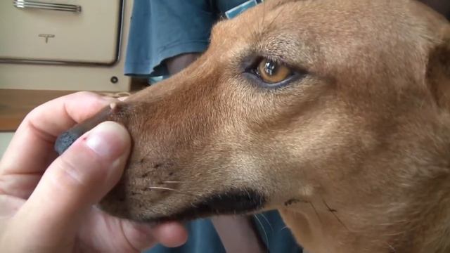 Remove mango worms from dog - Remove mango worms from dog skin Удалите манговых червей с кожи собак смотреть онлайн