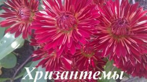 Сентябрьские и октябрьские цветы