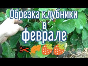 Зачем нужна обрезка клубники весной. Моё мнение.