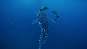 Жизнь Под Водой: Прекрасные Акулы. Nice Sharks!