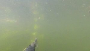 Подводная охота Хакасии! В поисках белого амура!Spearfishing in Siberia!