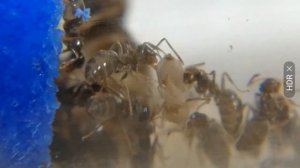 Как появляется новая жизнь. Lasius Niger - Чёрный садовый муравей.