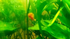 Vlog. Что едят головастики