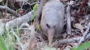 броненосец - одно из самых древних млекопитающих.