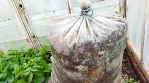 Проращиваем мицелий грибов вешинки в опилках