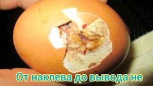 Почему не вылупляются  - причины и решения