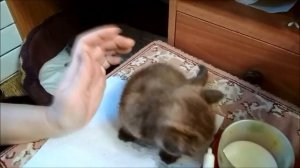 Подкармливаем котят.