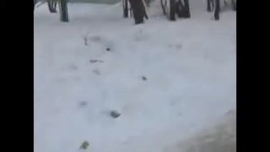 бомж поздравляет с 8 марта