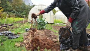 Это настоящее сокровище для моих грядок а главное  БЕСПЛАТНОЕ! Когда нет навоза вношу это с осени.