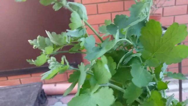 ЯДОВИТЫЙ ЧИСТОТЕЛ .. смотреть онлайн