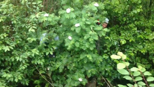 Поймал лису