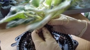 Фиалки новичкам. Вся правда о пересадках. Горшки для фиалок, грунт для фиалок.