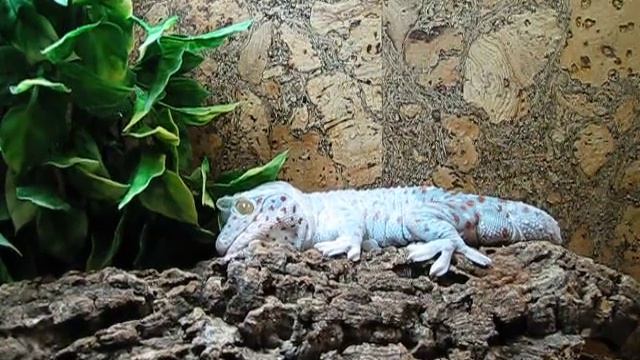 Линька геккона Токи (ч.2) смотреть онлайн