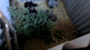 Строим яму для кроликов. Часть №3. Запуск кроликов