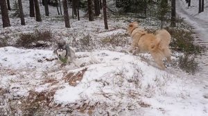 С ДВУМЯ Собаками - и в ЛЕС! Пошли с собаками без поводков гулять || Зашли на поля?